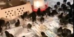 Kadaknath Chicks