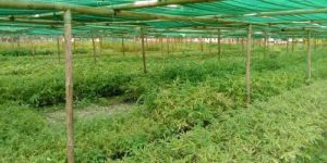 Dendrocalamus Brandisii Bamboo Plant