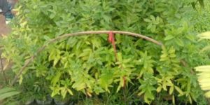 White Sandalwood Plant