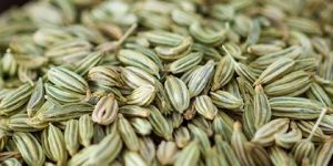 Dried Fennel Seeds