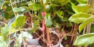 Macadamia Grafted Original Plant