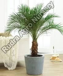 Date Palm Plant