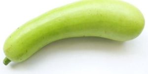 Fresh Bottle Gourd
