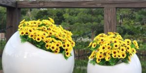 FRP Garden Planter For Indoor & Outdoor