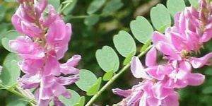 Indigofera Tinctoria Extract