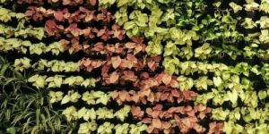 Vertical Garden