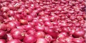 Fresh Red Onion