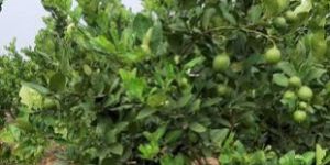 Organic Seedless Lime