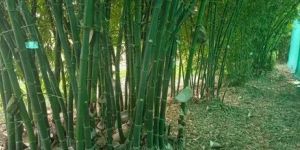 Bamboo Plants