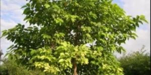 Neolamarckia Kadamba Plant