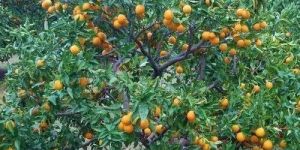 Orange Fruit Plant