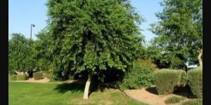 Sheesham Plant