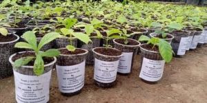 Teak Tissue Culture Plant