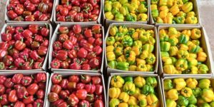 Frozen Peppers