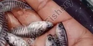 Chital Fish Seed