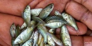 Common Carp Fish Seed