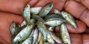 GI catla /Advance catla