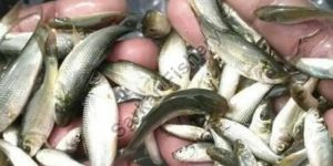 Grass Carp Fish Seeds