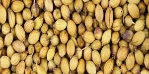 Coriander Seeds