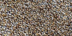 Millet Seeds