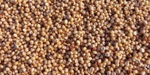 Sorghum Seeds