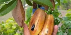 Thai Lancha Chikoo Plant