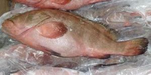 Frozen Reef Cod Fish
