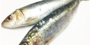 Fresh Oil Sardine Fish