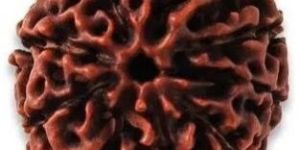 Rudraksha