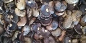 Cashew Nut Shells