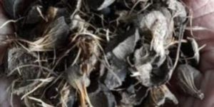 Palm Kernel Shells