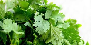 Fresh Coriander Leaves
