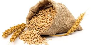 Wheat