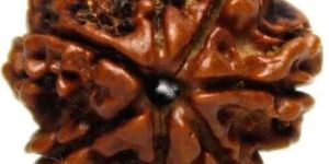 7 Mukhi Rudraksha