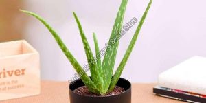 Aloe Vera Plant