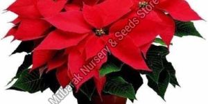 Poinsettia Plant