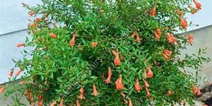 Pomegranate Plant