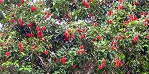 Rambutan Plant