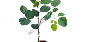 Red Sandalwood Plant