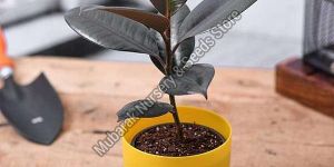 Rubber Plant