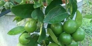 Seedless Lemon Plant