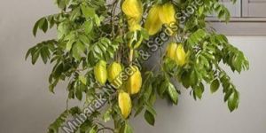Star Fruit Plant