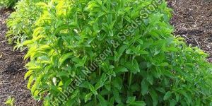 Stevia Plant