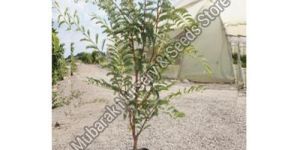 Sweet Tamarind Plant