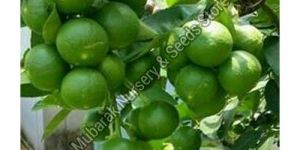 Thai Patti Lemon Plant