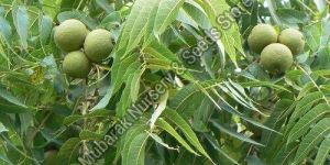 Walnut Plant