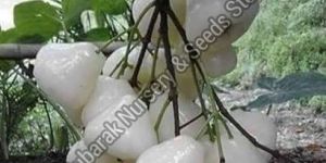 White Jamun Plant