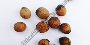 White Sandalwood Seeds
