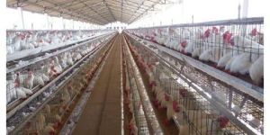 Amyzyme P Protease Powder