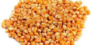 Maize Seeds